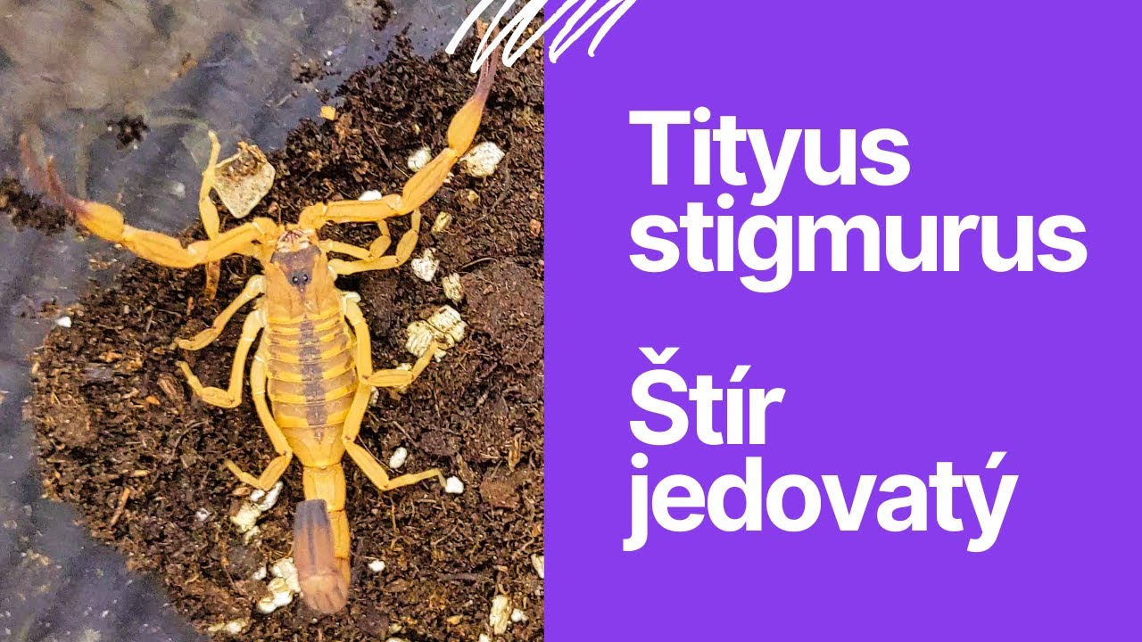 Štír jedovatý - Tityus stigmurus (Unboxing)