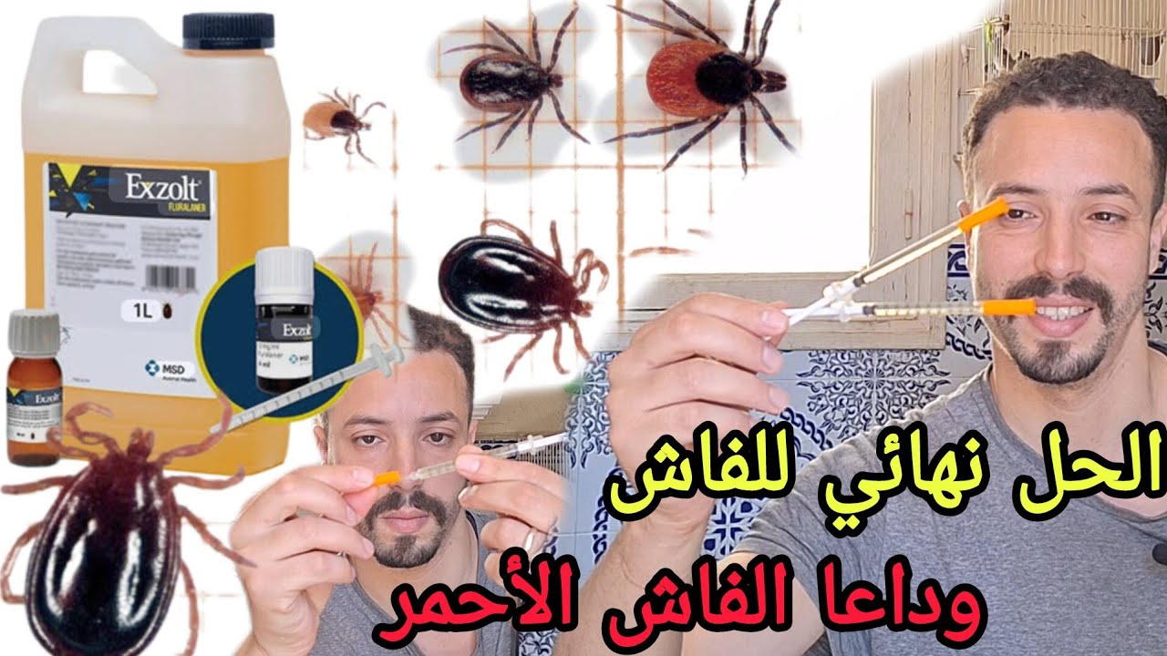 طريقة إستعمال EXzolt للقضاء على أخطر أنواع الفاش الرئوي و الفاش أحمر  عند الطيور نهائيا #كناري