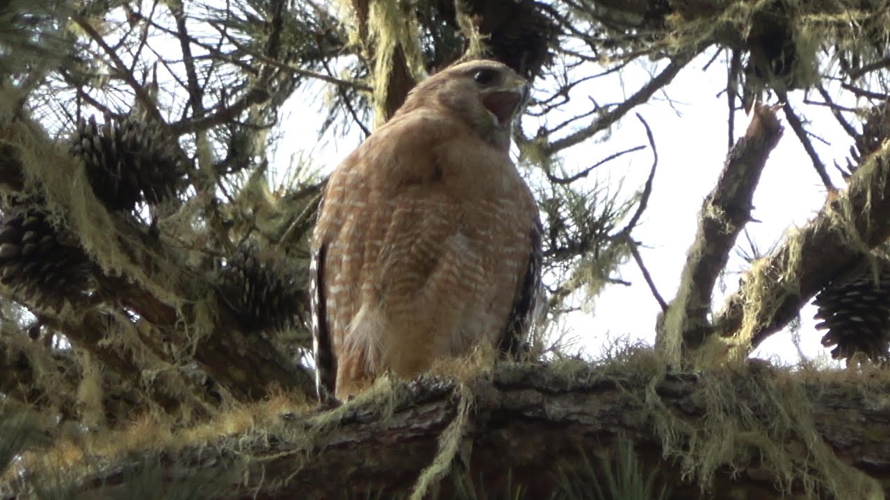 Red-shouldered Hawk Clarion Call | S.F.B. Morse Botanical Reserve
