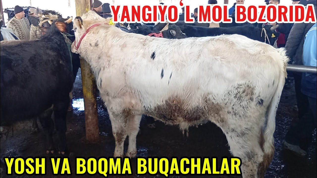 YANGIYOʻL MOL BOZORIDA YOSH VA BOQMA BUQACHALAR NARXLARI 🐂🦬