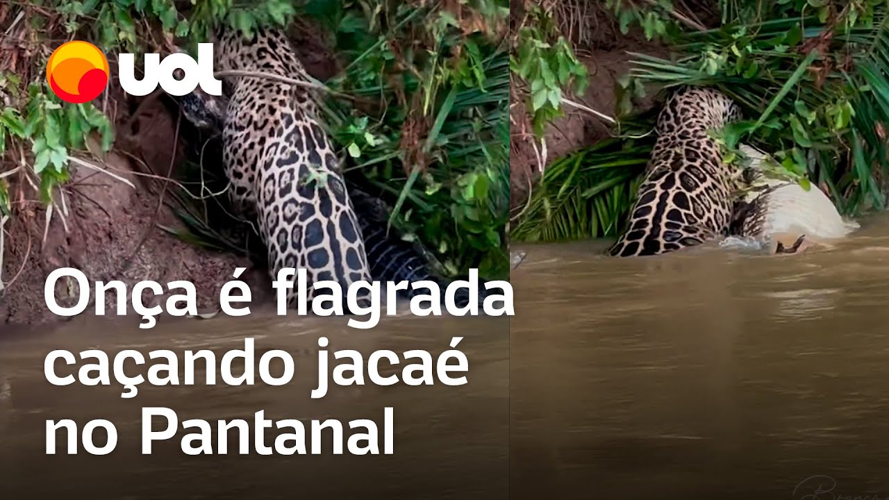 On&ccedil;a &eacute; flagrada ca&ccedil;ando jacar&eacute; no Pantanal; v&iacute;deo mostra momento