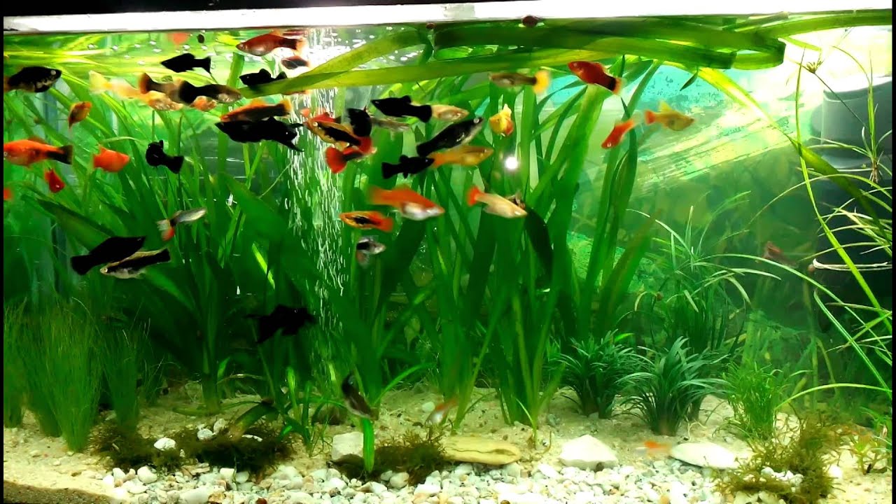 Acvariu 100l vivipari