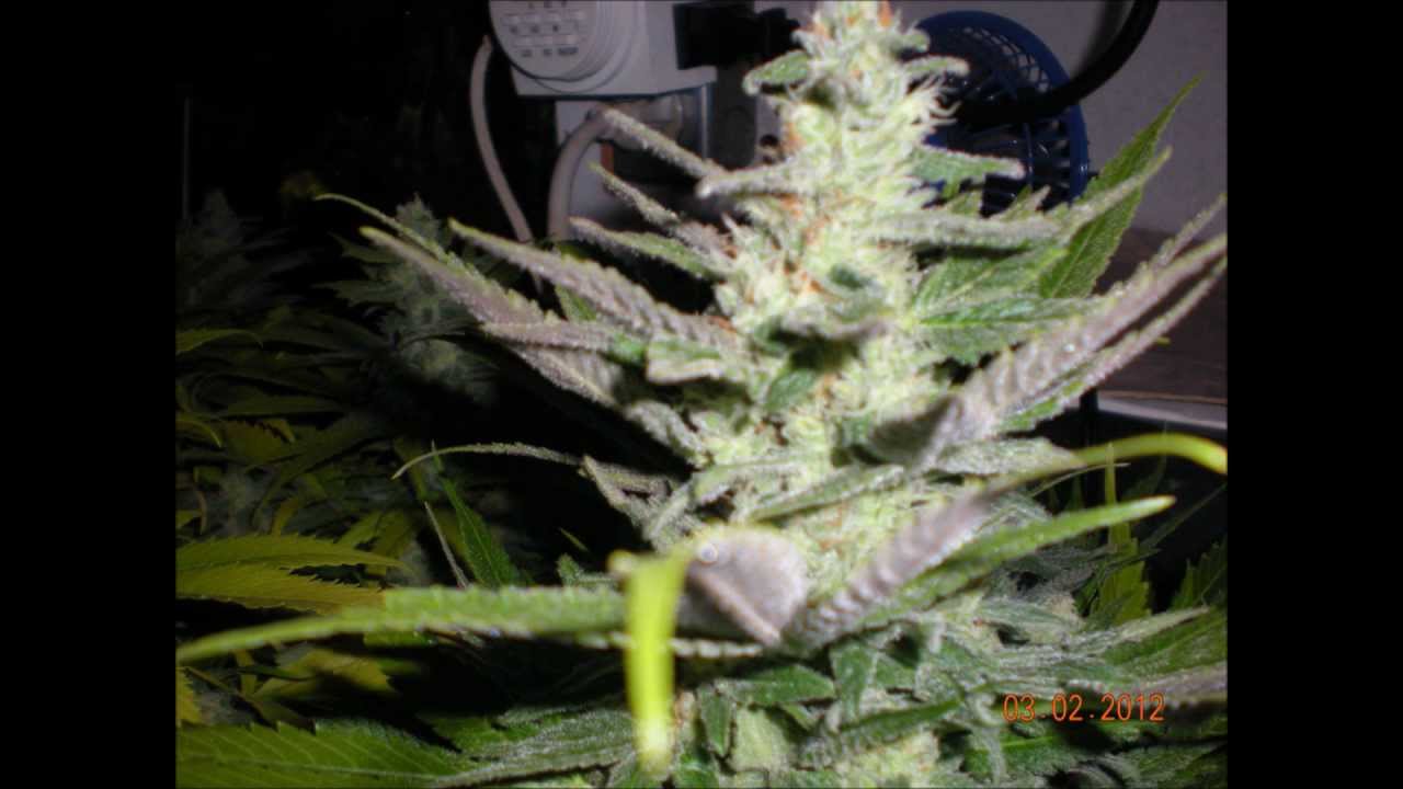 Grape Krush flower day 45