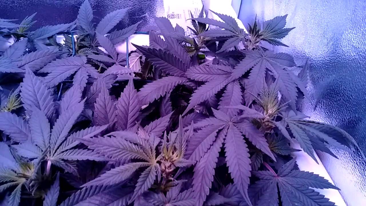 Day 7 flower / GT-1 / 32x32x70 tent / Mars-Hydro II 700 LED / Grow Goblin