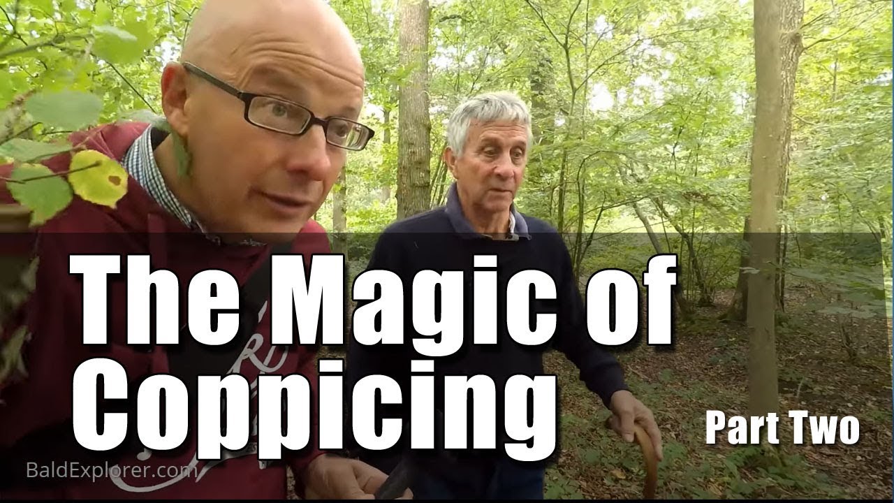 Exploring an Oak and Hazel Coppiced Woodland in West Sussex - Pt 2