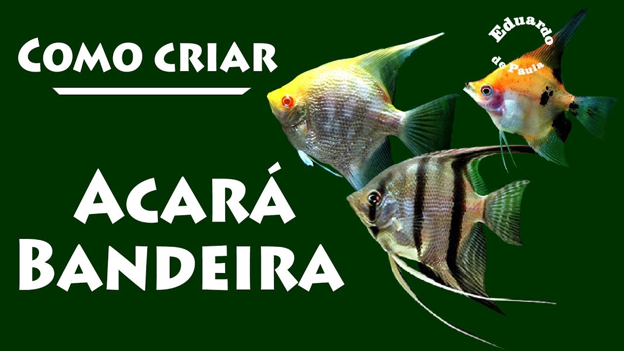 Como criar o peixe ACARÁ BANDEIRA