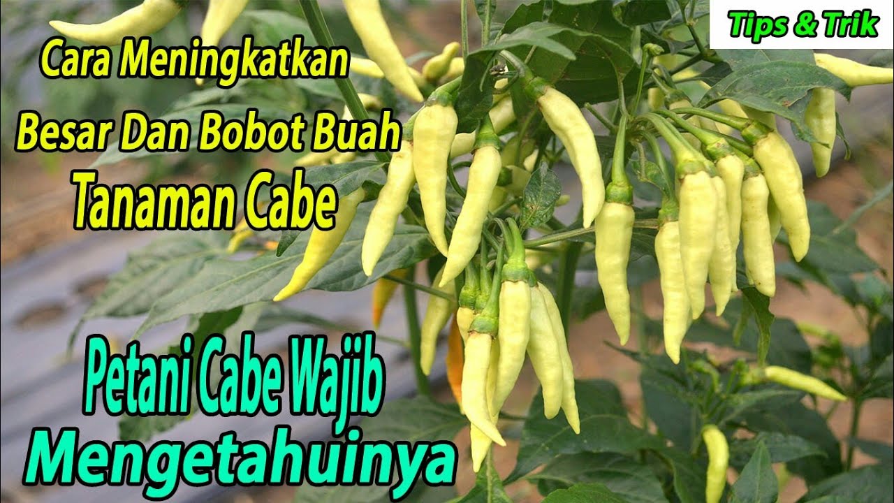 Cara meningkatkan besar dan bobot buah cabe