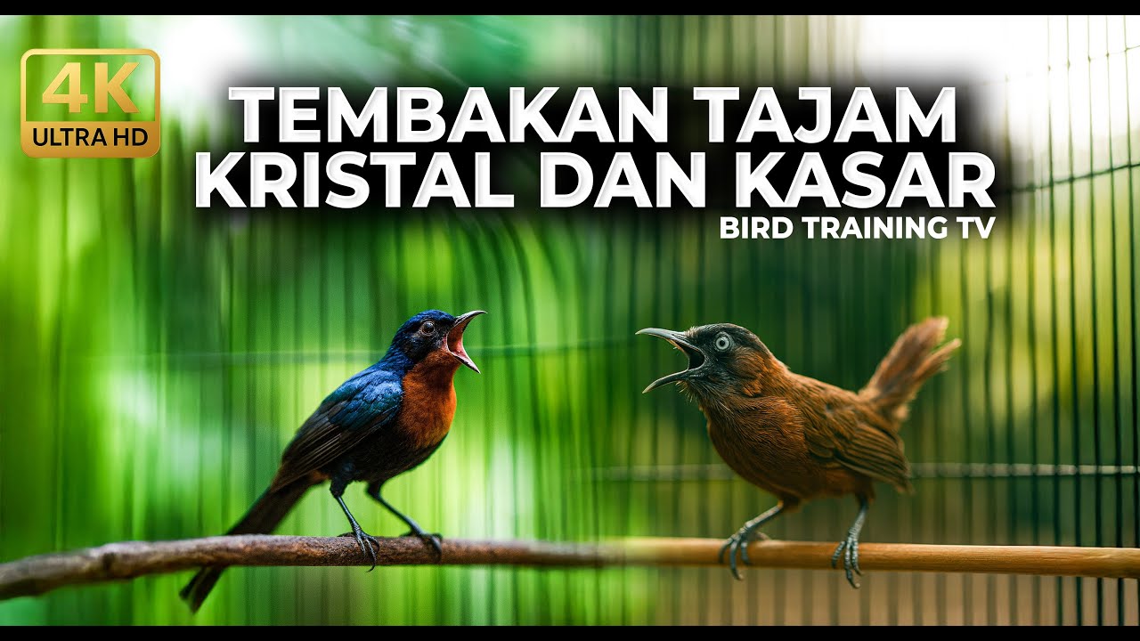 🔴 Live Masteran Kolibri Wulung Tembakan Panjang Kristal vs Tepus Kepala Abu Abu Gacor Kasaran