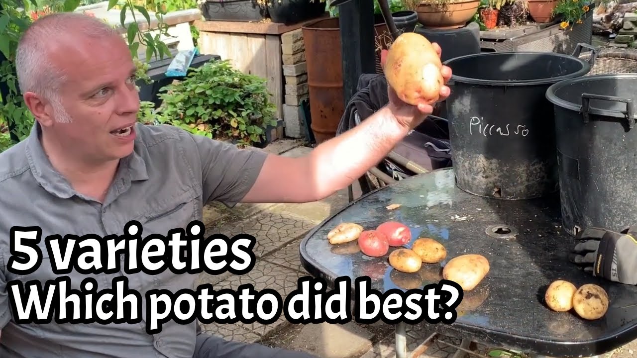 5 varieties of POTATO: Comparison: Growing potatoes in containers UK