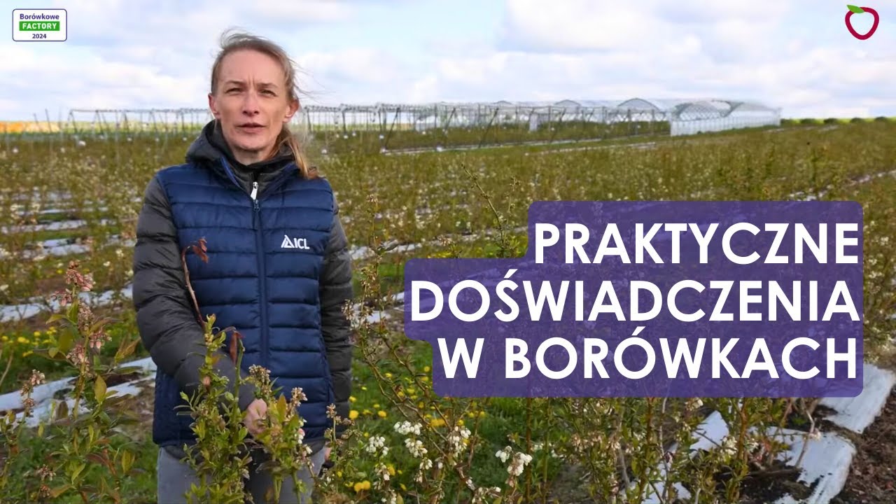 Praktyczne doświadczenia w borówkach - to Wam się podoba!