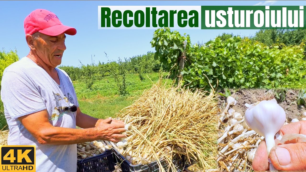 Prima recolta de usturoi&nbsp;pe&nbsp;2024!