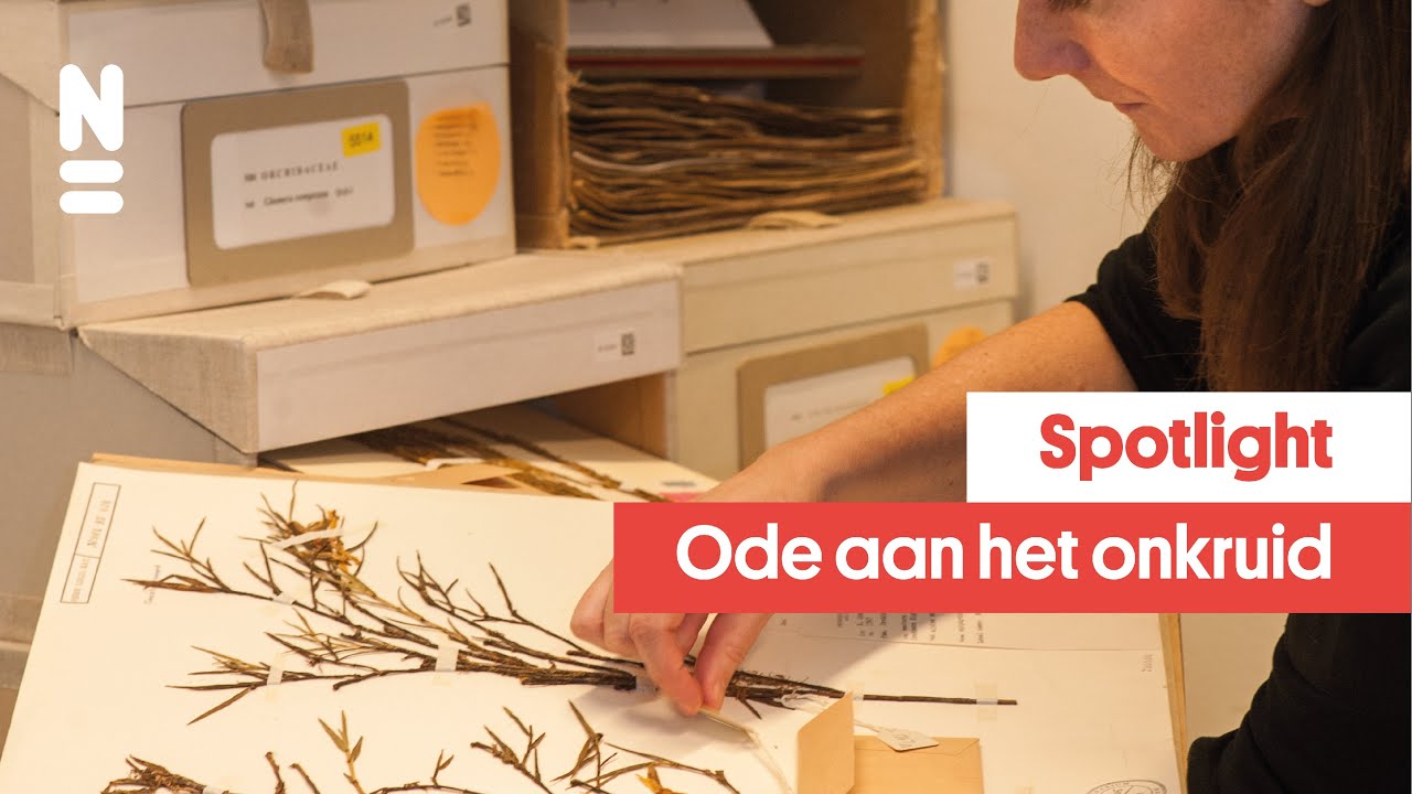 Spotlight: Ode aan het onkruid