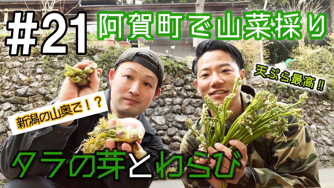 【山菜】わらびやタラの芽、ぜんまい、ウドなどを新潟の山奥【阿賀町】にて収穫して山菜料理を堪能しました！【天ぷら】【田舎】