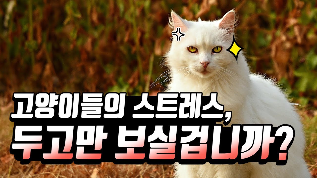 집사들 더이상 츄르에 집착하지마라!!!!