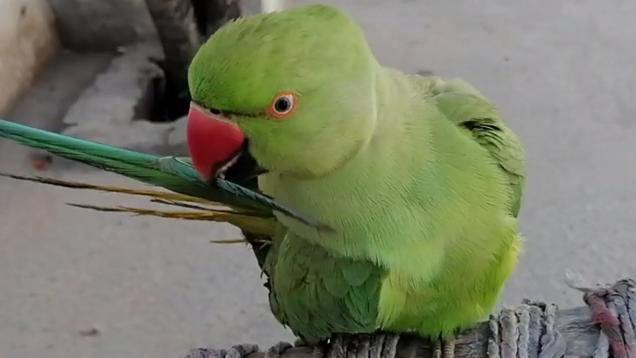 Green.Parrots Talking Mian Mithu