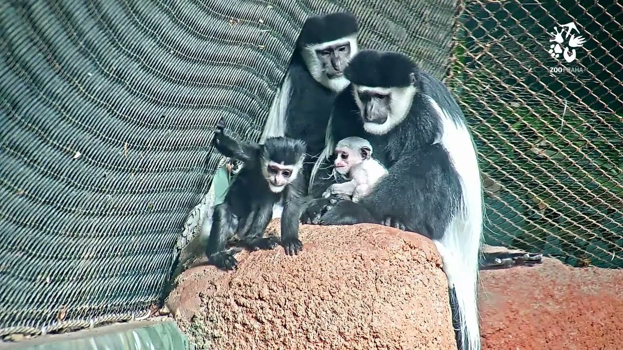 Mláďata gueréz pláštíkových se seznamují