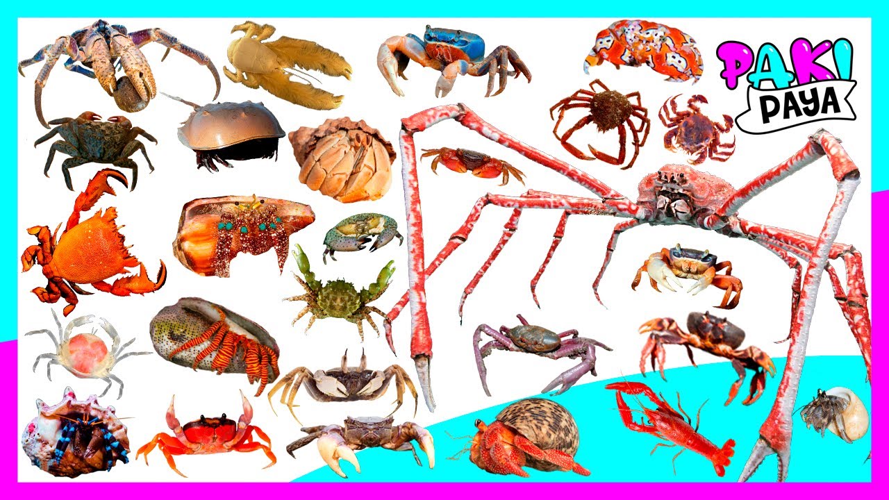 ¡TIPOS DE CANGREJOS! 🦀🦀 Video educativo - crab , 螃蟹 , カニ , 게 , crabe