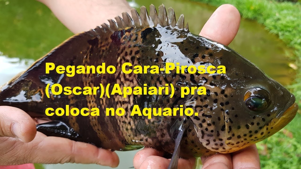 Pescaria de Cara-Pirosca (Oscar ou Apaiari) pra colocar no aquario no lago de Serra da Mesa