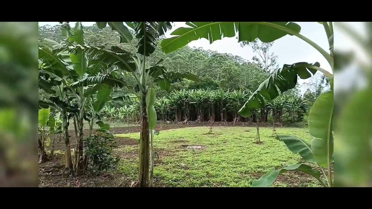 12 acres avocado estate for sale in kodaikanal hills 9626007663
