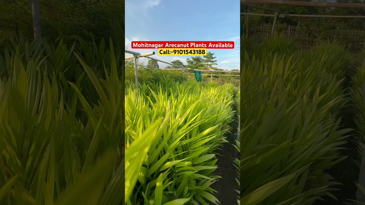 Hybrid Mohitnagar Arecanut Plants |#arecanut#arecanutfarming#farming#farmer#agriculture#plants