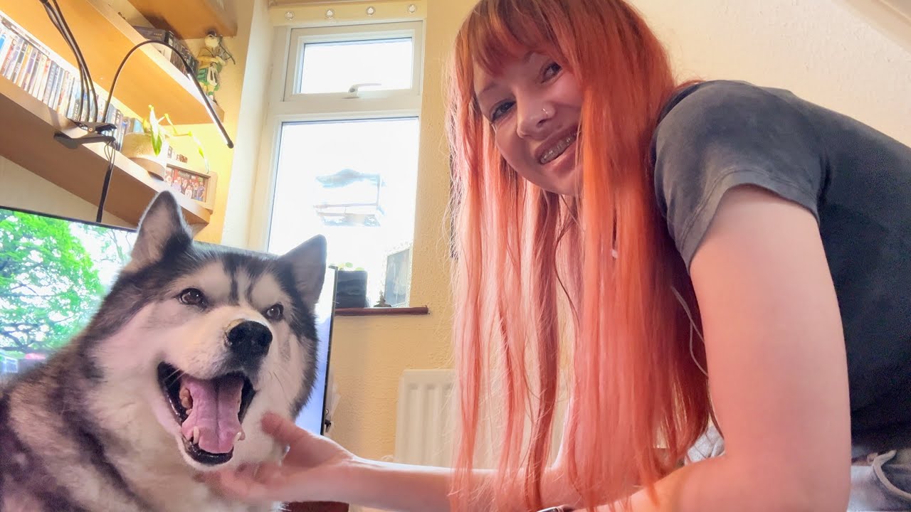Husky Moans at Me For NOT Working! I Can’t Win!