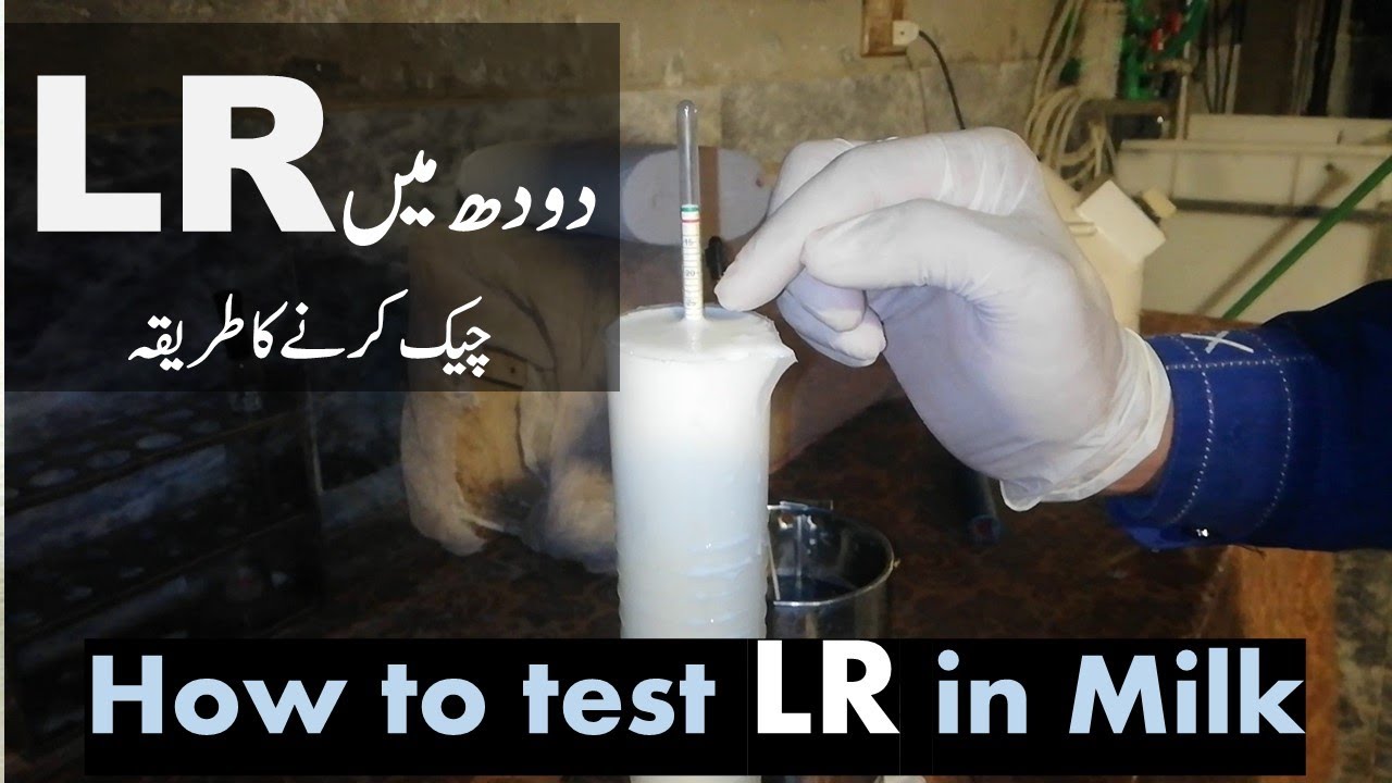 How to test LR in Milk | دودھ کا خالص پن کیسے چیک کرتے ہیں | Vet Shahzad Ahmad | Milk Adulteration