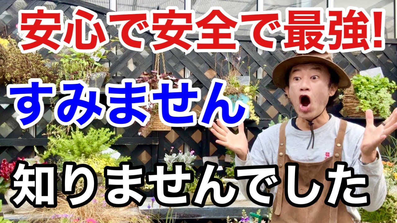 【天然で強い】念願の害虫退治が可能になりました　　　　　【カーメン君】【園芸】【ガーデニング】【ベニカナチュラルスプレー】