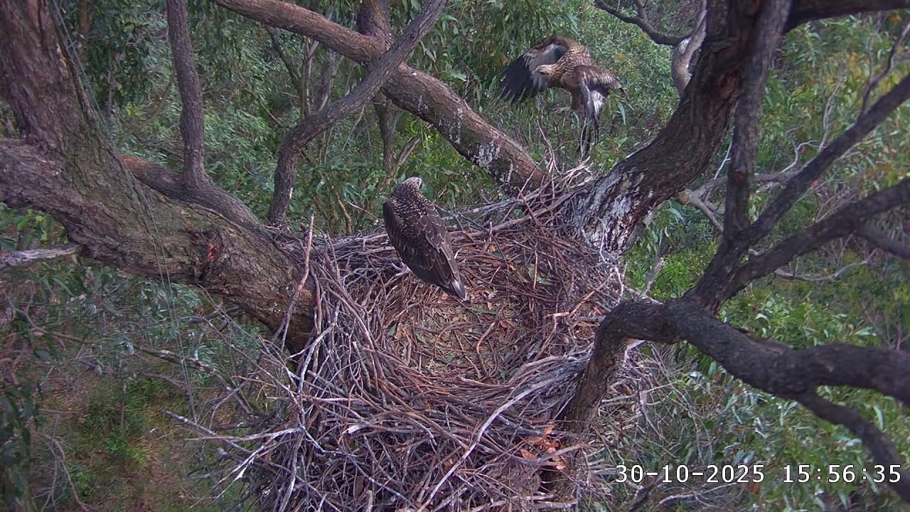 SE35 returns to the nest after 4 days! A fish delivery. SE35 ate it /15:55/30-10-2025/ Sea-EagleCAM