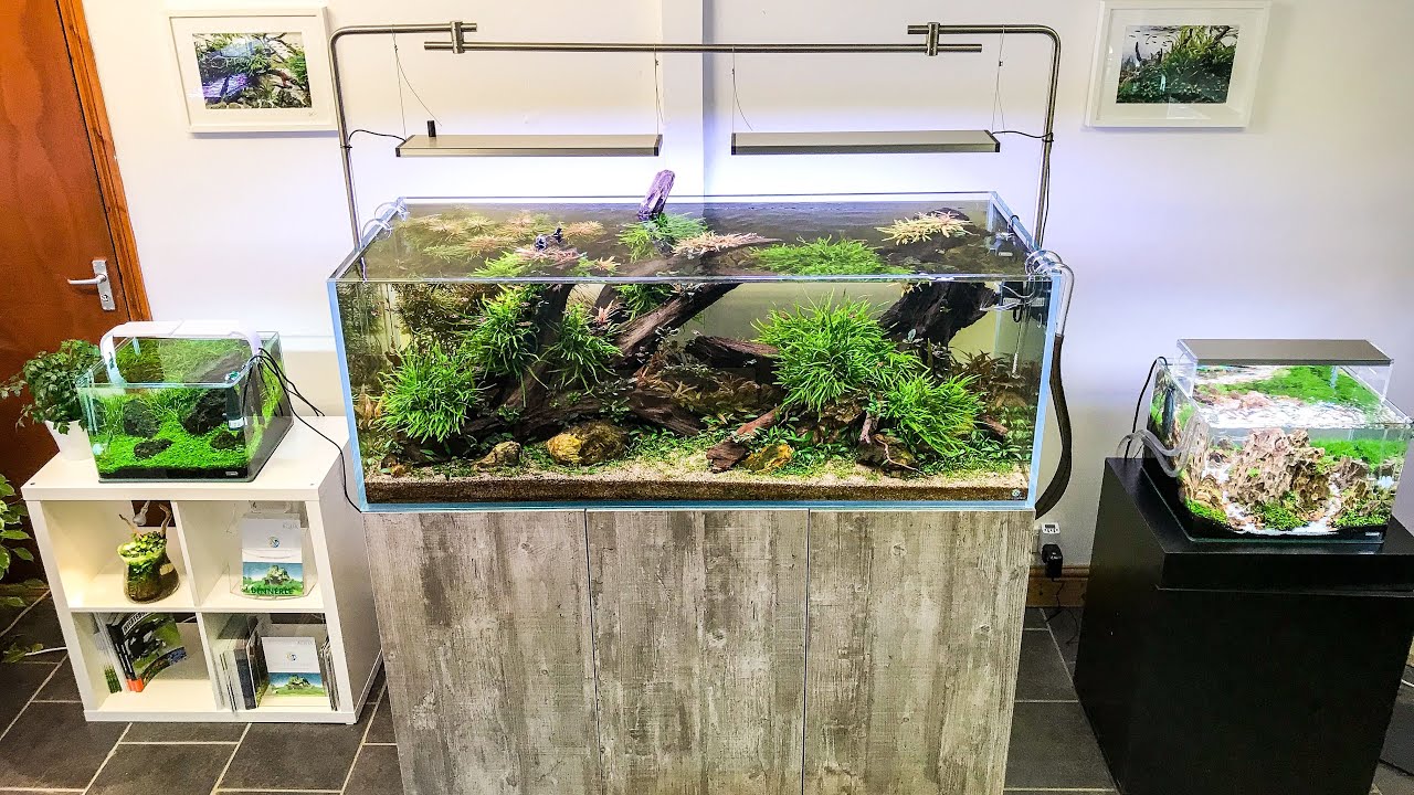 Live from Aquarium Gardens - Epic Display Aquascapes