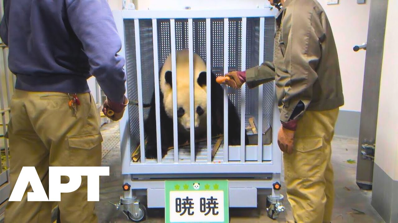 Un-Bear-Able Goodbye: Japan Returns Last Giant Pandas to China | APT