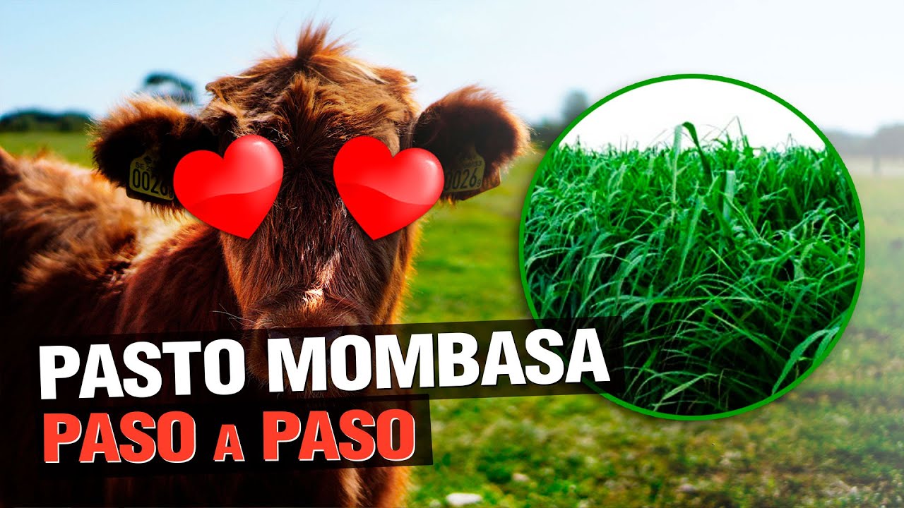 Pasto Mombasa (Panicum Maximum) - El ganado LO ADORA ! 🐮