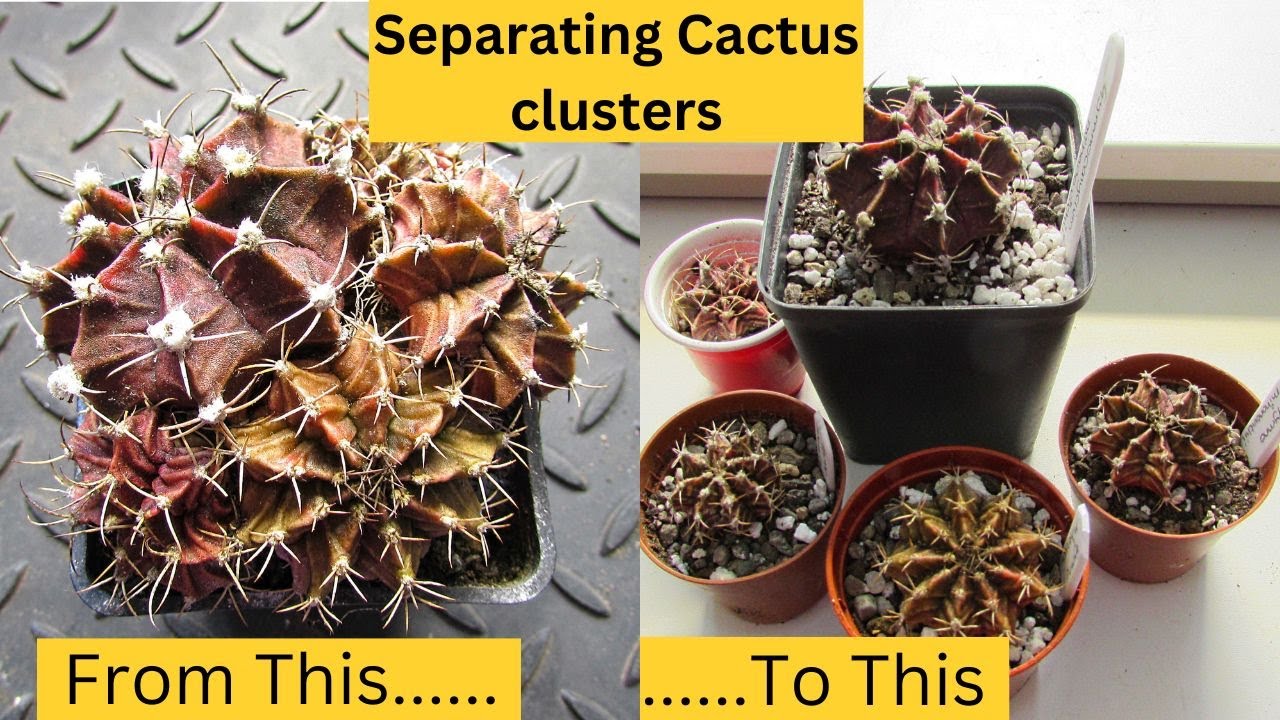 How to Separate a Cactus Cluster | Separating Cactus Clusters & Potting up | #cacti #cactus