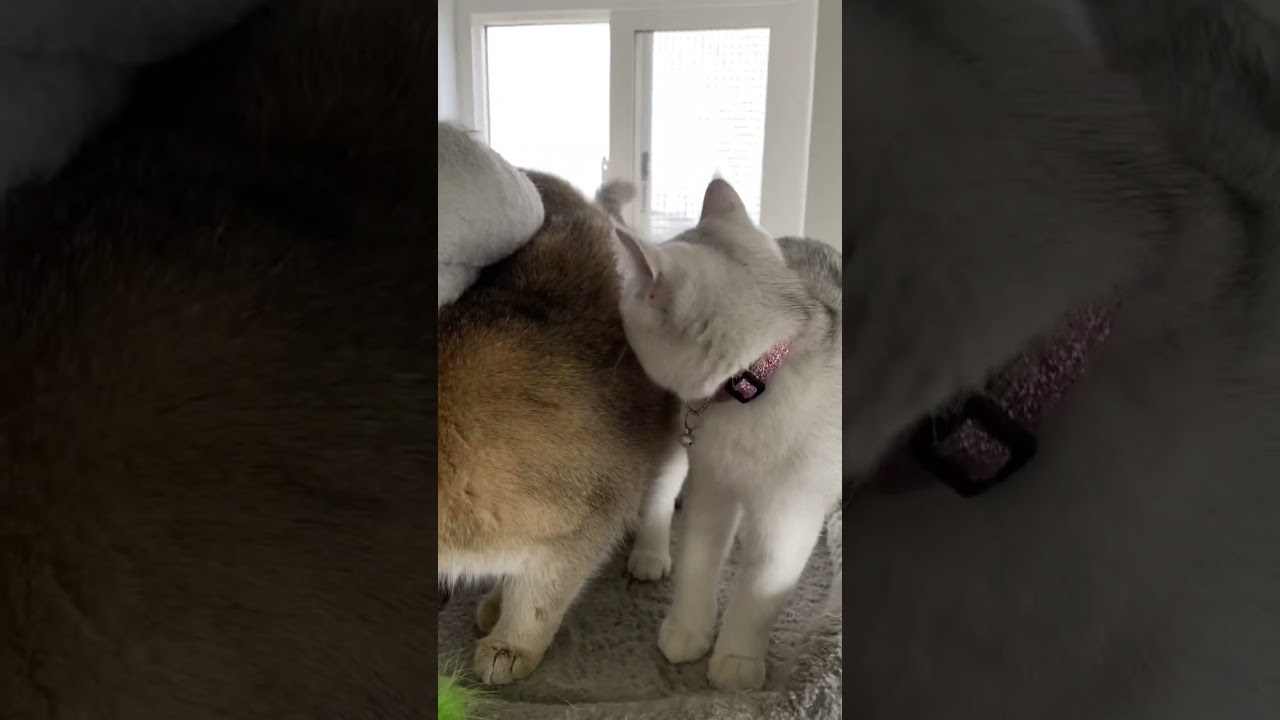 Alisa gets annoyed by Rosie 😊.     #britishcats #britishkittenslife #funnycats