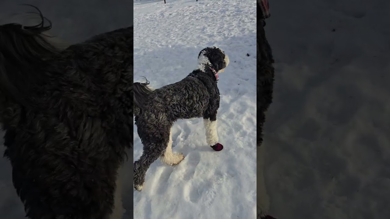 Friday's walk to the offleash park with Kate & Rue 