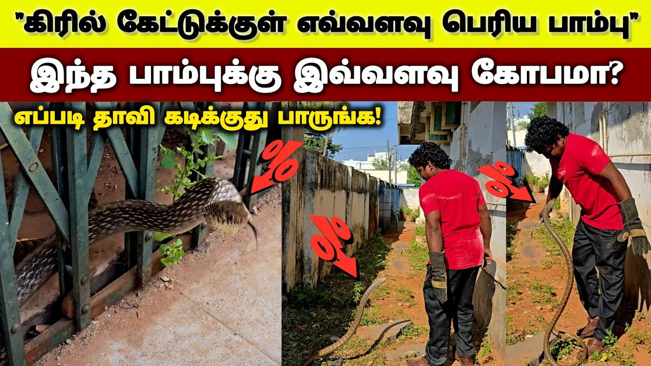 இந்த பாம்பு இப்படித் தாவி கடிக்கிறத பாத்திருக்கீங்களா? வீட்டுக்கு வந்த பாம்பை மடக்கி பிடித்த நாய்கள்