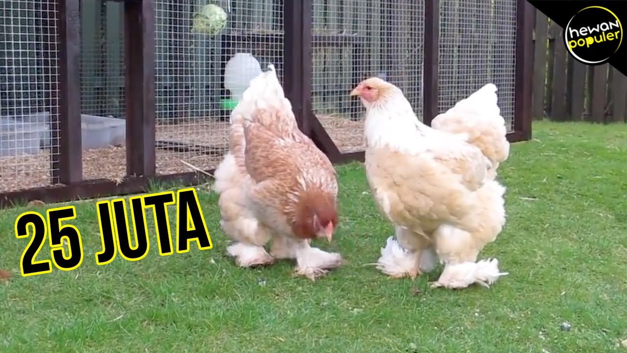 Kalo Di Jual Bisa Kaya Raya! 10 Jenis Ayam Paling Langka Dan Unik Di Dunia