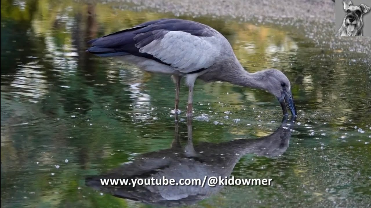 The ASIAN OPENBILL- From rare vagrant to common visitor, Singapore 