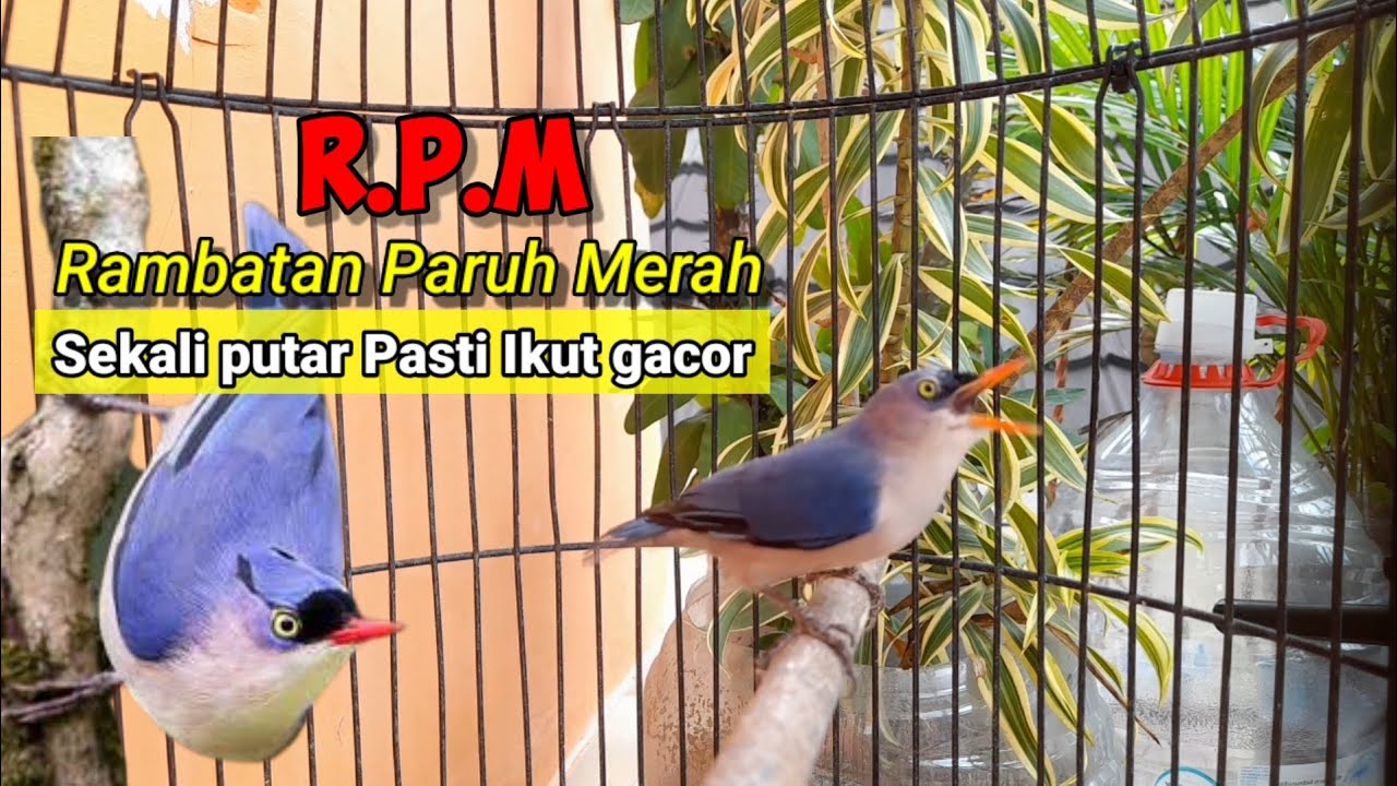 Rambatan Paruh Merah Gacor memanggil musuh ! #rambatan #rpm #rpmgacor 
