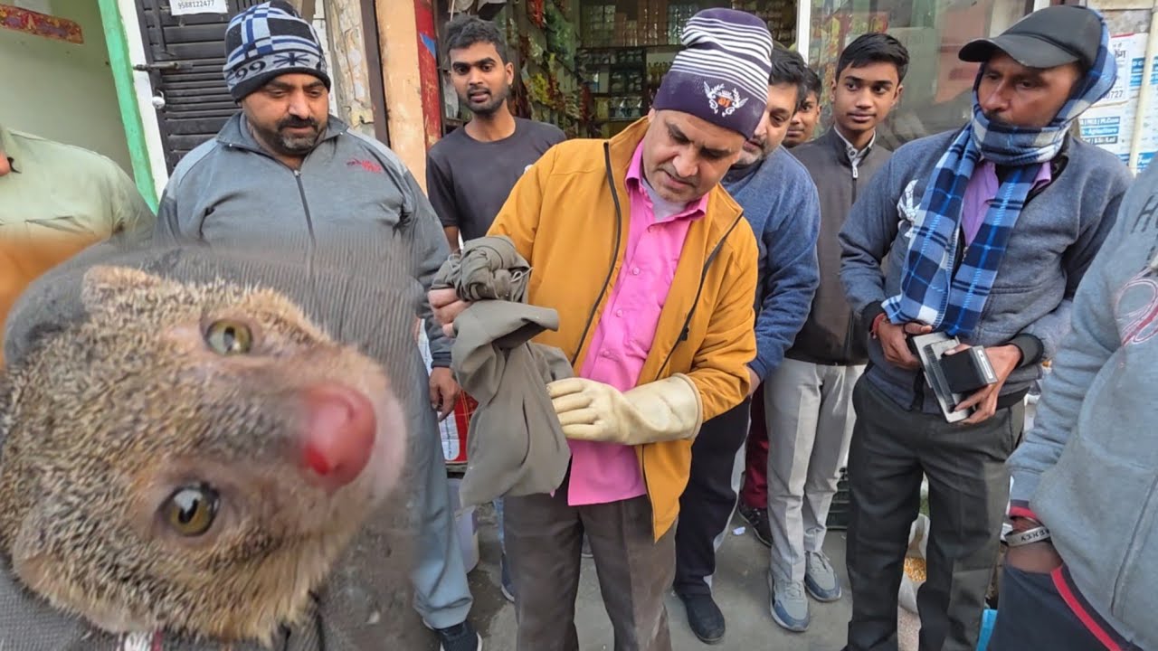 बड़ी सूझ बूझ से रेस्क्यू किया इस जानवर को /// स्नेकमैन हरियाणा सतीश फफड़ाना 9255130130