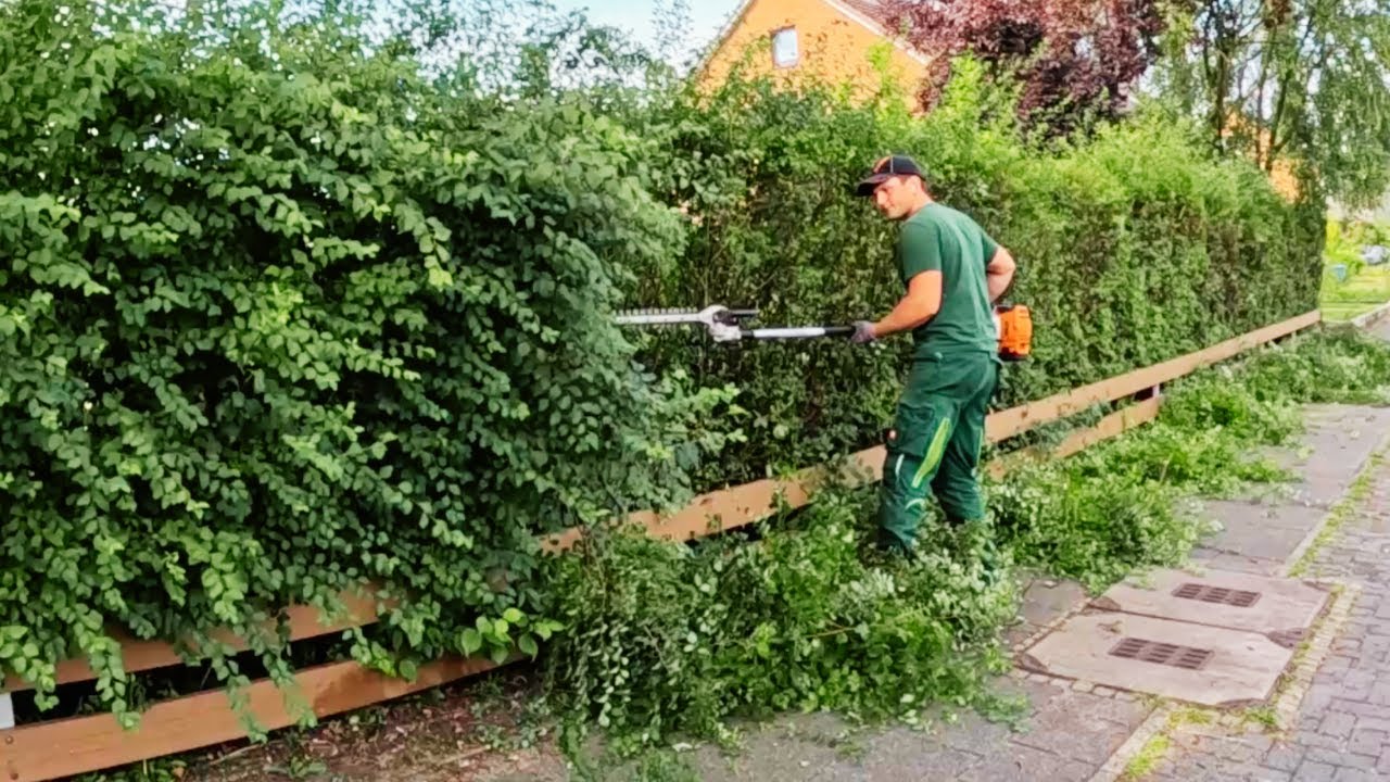 ÜBERWUCHERTE Hecke wird wieder in FORM gebracht. Die Stadt MECKERT schon! Satisfying Hedgecutting