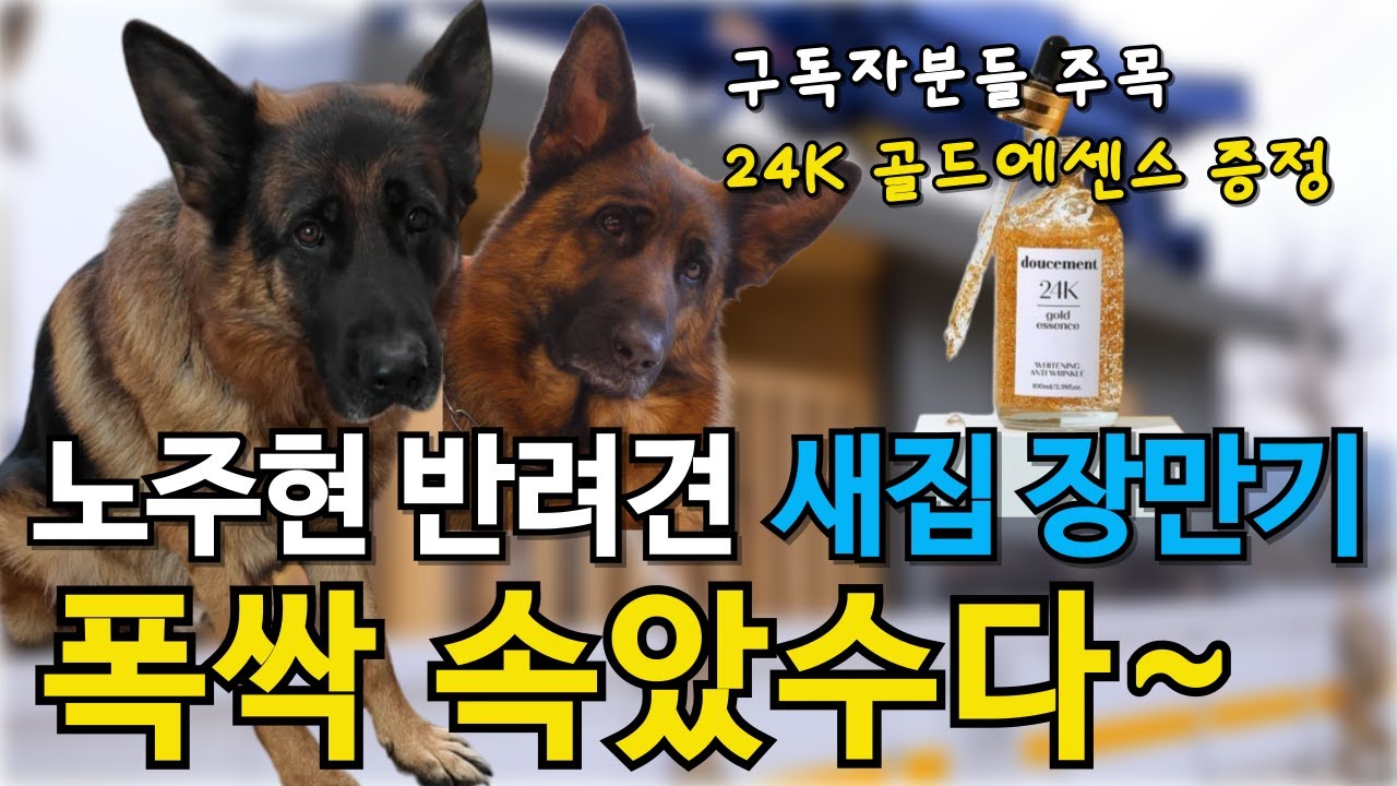 노주현 반려견 새집 장만하느라 폭싹 속았수다~ [ep. 11]
