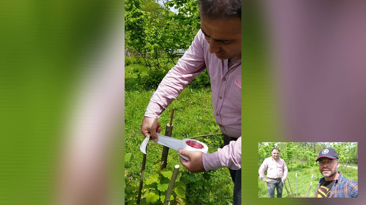 Fındık'da aşılama