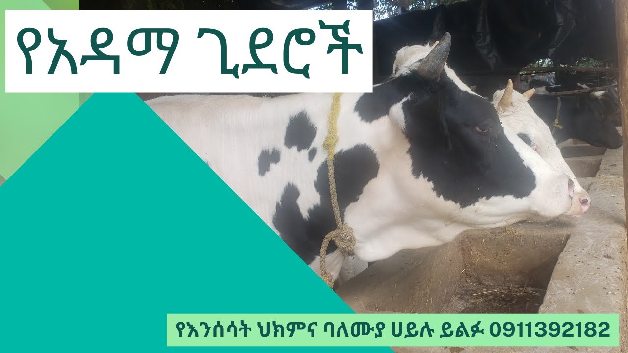 የአዳማ ጊደሮች