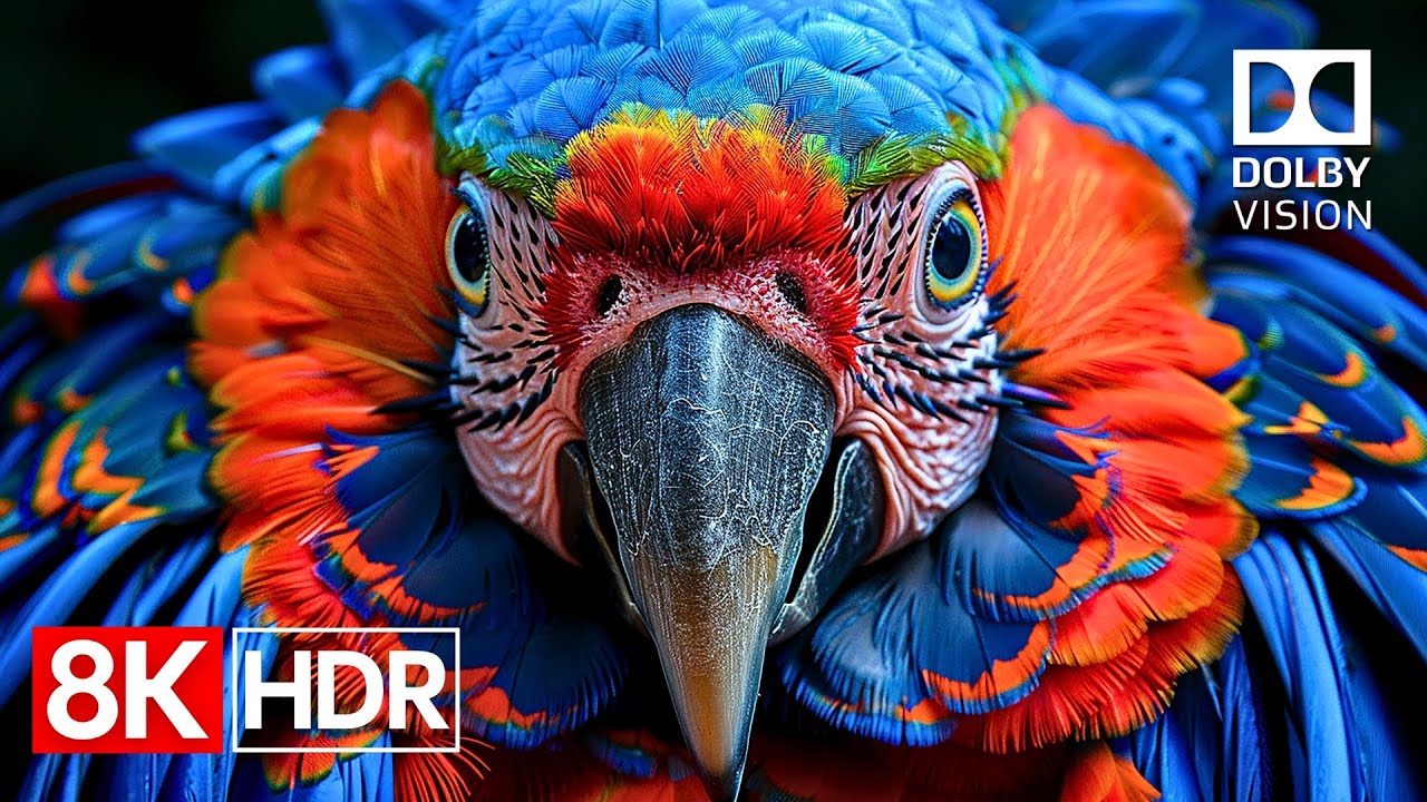 Crystal Detail &mdash; 8K HDR 60fps Dolby Vision Masterpiece (4K / 8K TV)