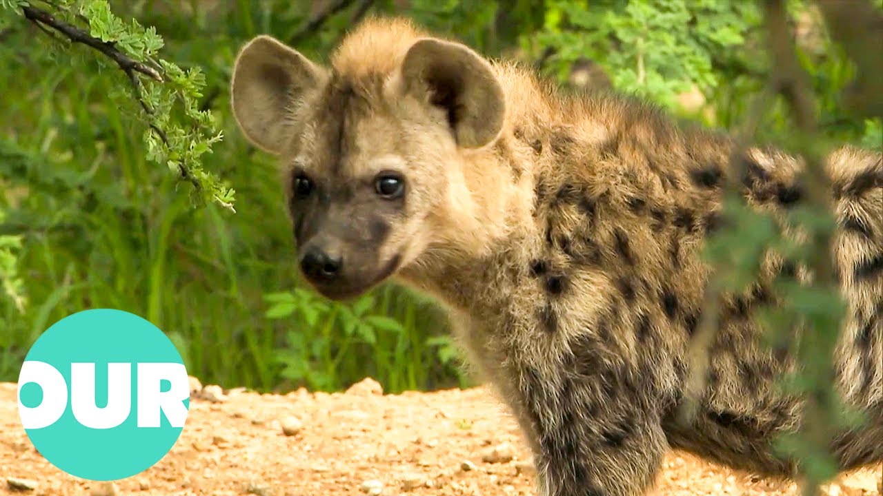 Hyena & Cub Family Killed By Lions (Emotional Story) | Animal Kingdom | Our World