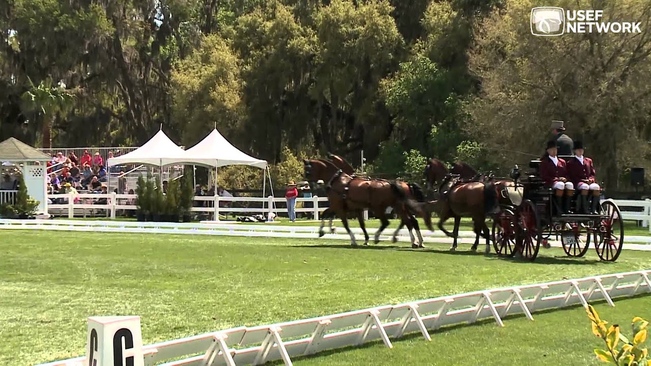 Driven Dressage by 