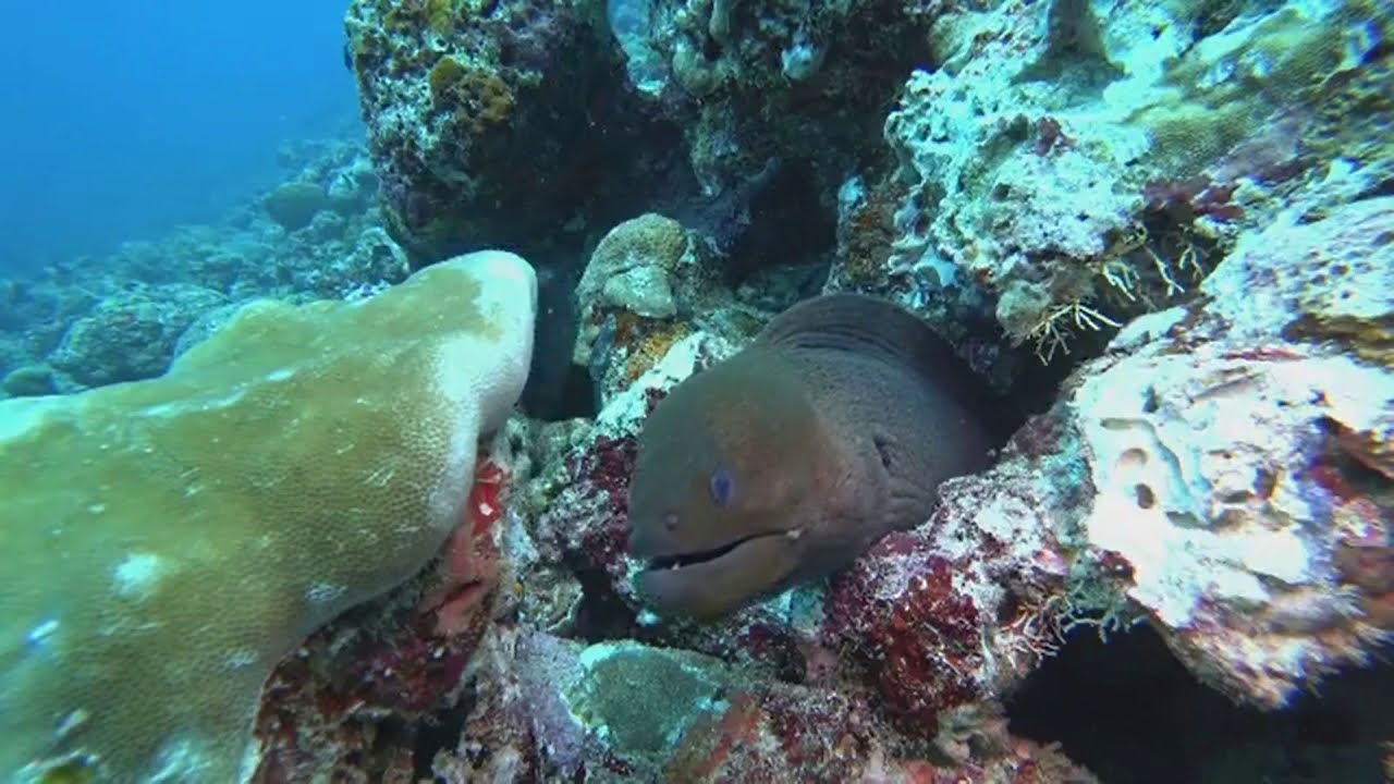 LUX* North Male Atoll You will be amazed by the myriad of marine life that you can see