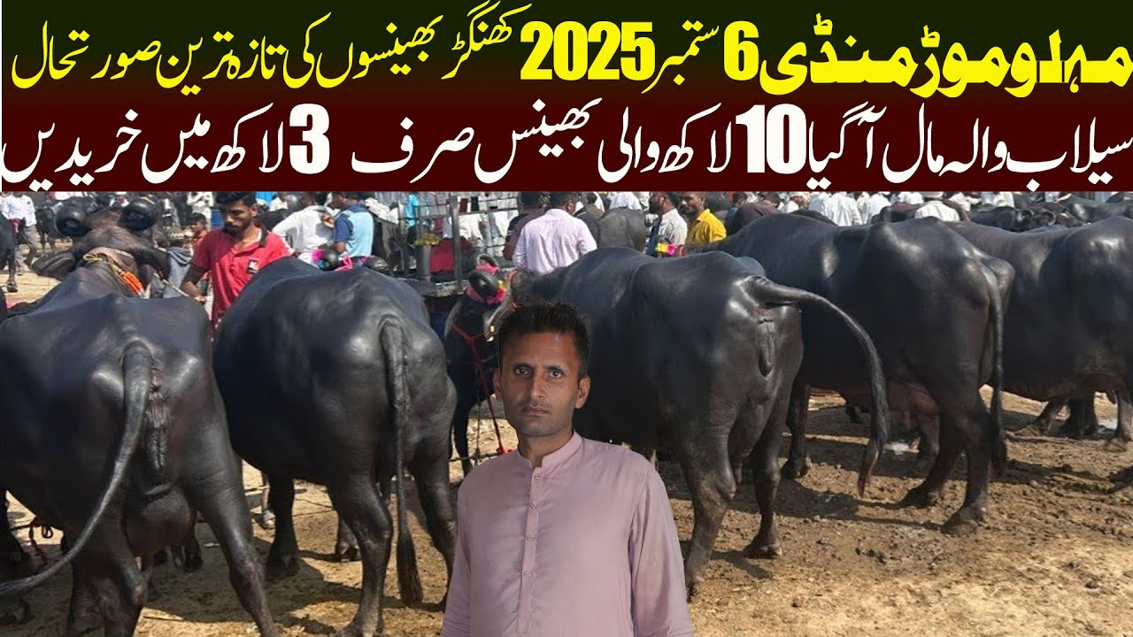 Today Malumor Mandi 6 September 2025 Nili Ravi Buffalo Update - Cattle Market Punjab | Malumor Mandi