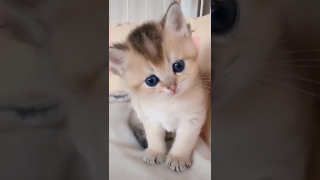 Cue Cat Reaction Comedy 