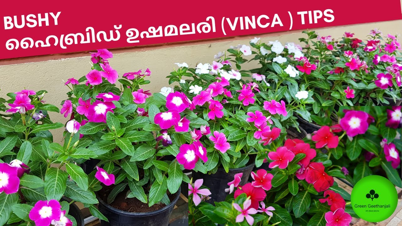 ഹൈബ്രിഡ് ഉഷമലരി (Vinca ) Tips , Hybrid Vinca Rosea Plant Care